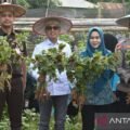 Pemkab Kolaka dorong kelompok tani galakkan tanam cabai