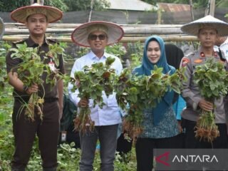 Pemkab Kolaka dorong kelompok tani galakkan tanam cabai