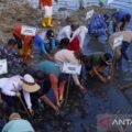 Pemkot Kendari tanam 500 pohon mangrove guna cegah abrasi di pesisir