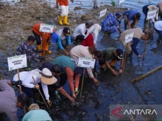 Pemkot Kendari tanam 500 pohon mangrove guna cegah abrasi di pesisir
