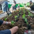 Pemkot luncurkan program Kendari Berkebun guna perkuat ketahanan pangan