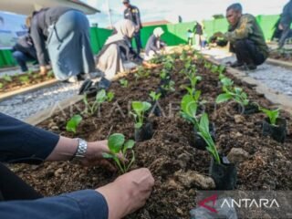 Pemkot luncurkan program Kendari Berkebun guna perkuat ketahanan pangan
