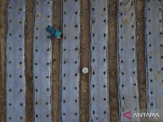 Pemkot Kendari siapkan lahan untuk pertanian perkotaan