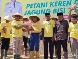 Pemda Mubar gelar penanaman jagung kuning 1.500 hektare
