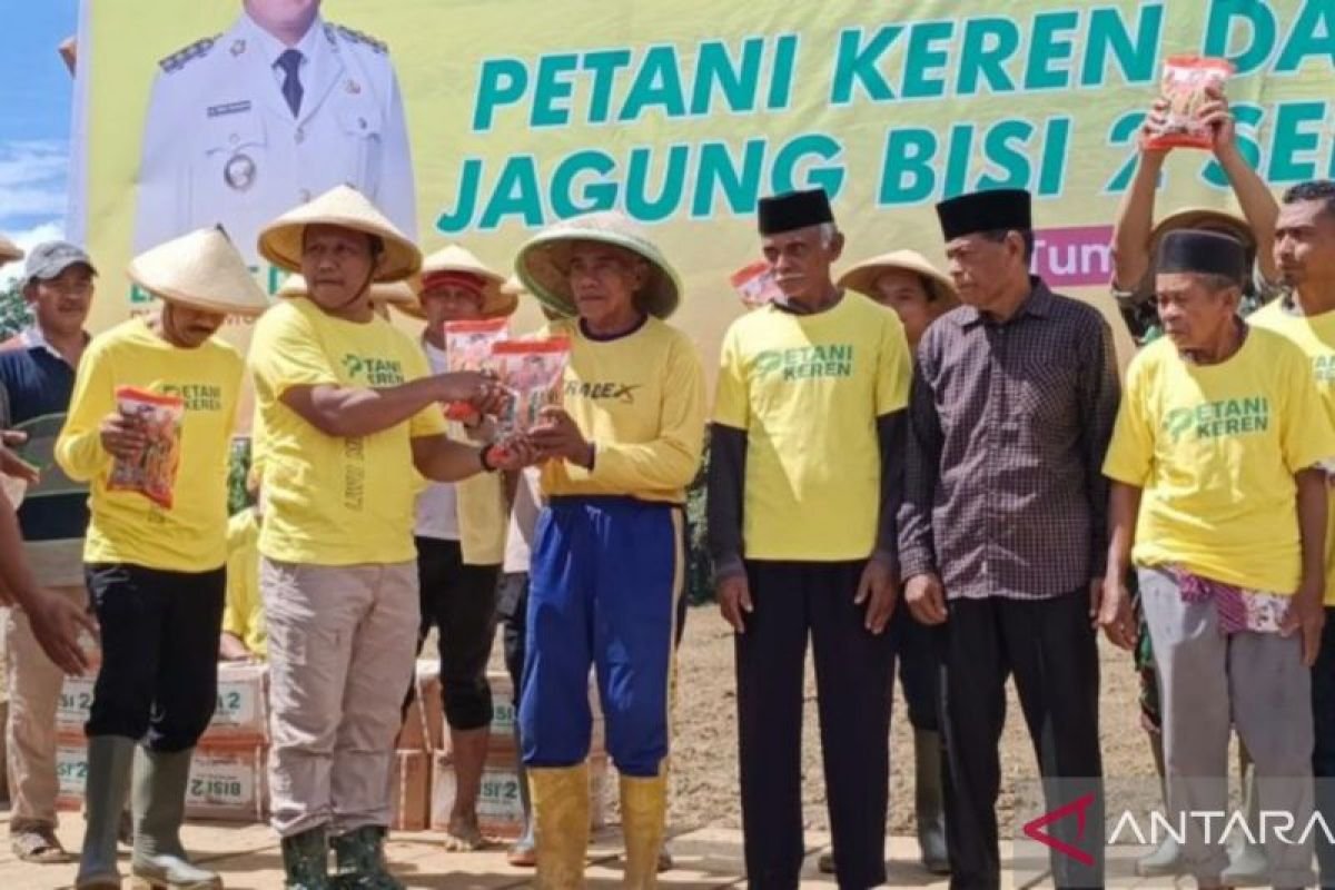 Pemda Mubar gelar penanaman jagung kuning 1.500 hektare
