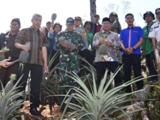 Bupati Mamasa Hadiri Panen Raya Nenas di Mesakada, Dorong Inovasi Pertanian Desa