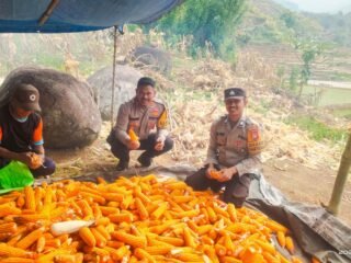 Dukung Ketahanan Pangan, Kapolsek Aralle Monitoring Panen Jagung Petani